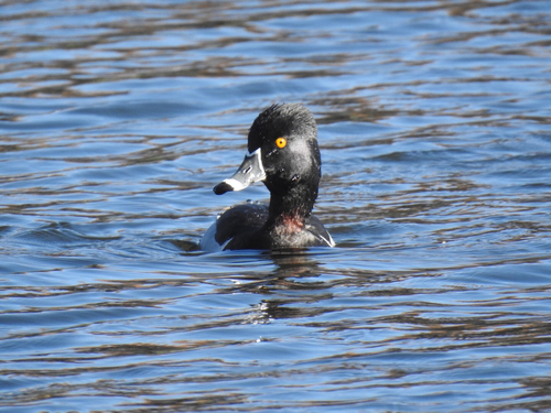 Aythya collaris image