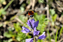 Bombylius ambustus
