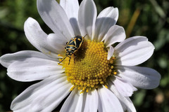 Eurydema gebleri
