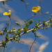 Aspalathus serpens - Photo (c) Felix Riegel, μερικά δικαιώματα διατηρούνται (CC BY-NC), uploaded by Felix Riegel