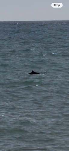 Harbour Porpoise observed by imjkim