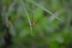 Argiope