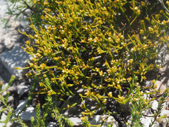 Thesium acuminatum
