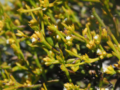 Thesium acuminatum