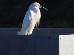 Egretta thula image
