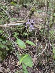 Brownleea coerulea
