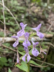 Brownleea coerulea