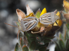 Theloris costata