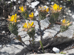 Aspalathus aspalathoides