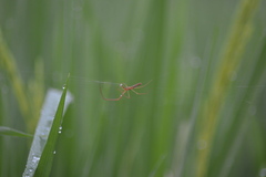 Tetragnathidae