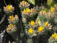 Aspalathus aspalathoides