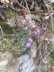 Arabidopsis arenosa