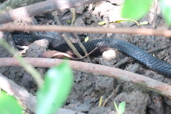 Naja sumatrana