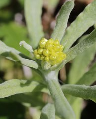 Pseudognaphalium affine