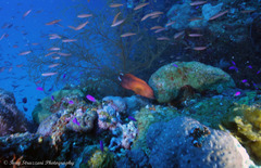 Cephalopholis urodeta