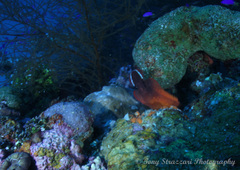 Cephalopholis urodeta