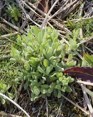 Pseudognaphalium affine