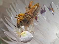 Thomisus kalaharinus