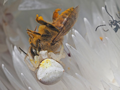 Thomisus kalaharinus