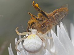 Thomisus kalaharinus