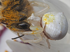 Thomisus kalaharinus