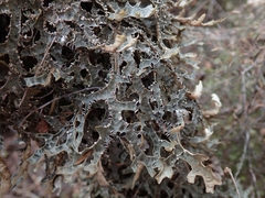 Pseudocyphellaria carpoloma