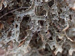 Pseudocyphellaria carpoloma