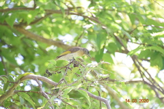 Conopophila albogularis