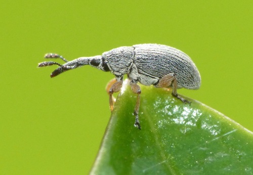 Hollyhock Weevil, photo 5 of 10