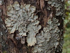 Pseudocyphellaria montagnei