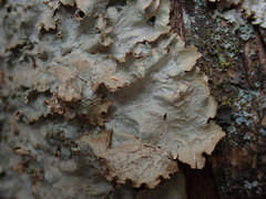 Pseudocyphellaria montagnei