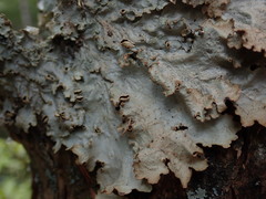 Pseudocyphellaria montagnei