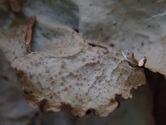 Pseudocyphellaria montagnei