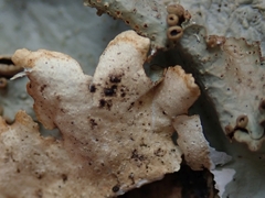 Pseudocyphellaria montagnei