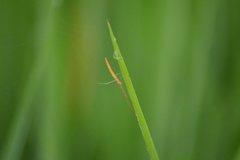 Tetragnathidae