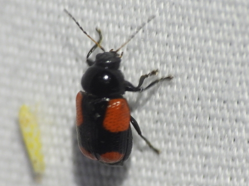 Black and Red Sumac Leaf Beetle photo 4