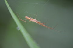 Tetragnathidae