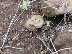Crotalus willardi willardi