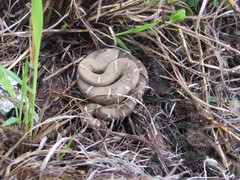 Crotalus willardi willardi