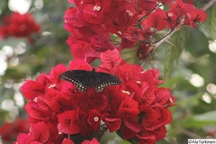 Papilio menatius