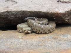 Crotalus willardi willardi