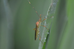 Alydidae