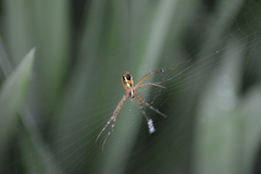 Argiope