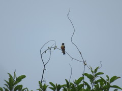 Microhierax fringillarius