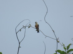 Microhierax fringillarius