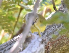 Microeca flavigaster