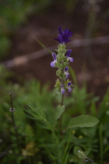 Salvia viridis