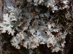 Pseudocyphellaria montagnei
