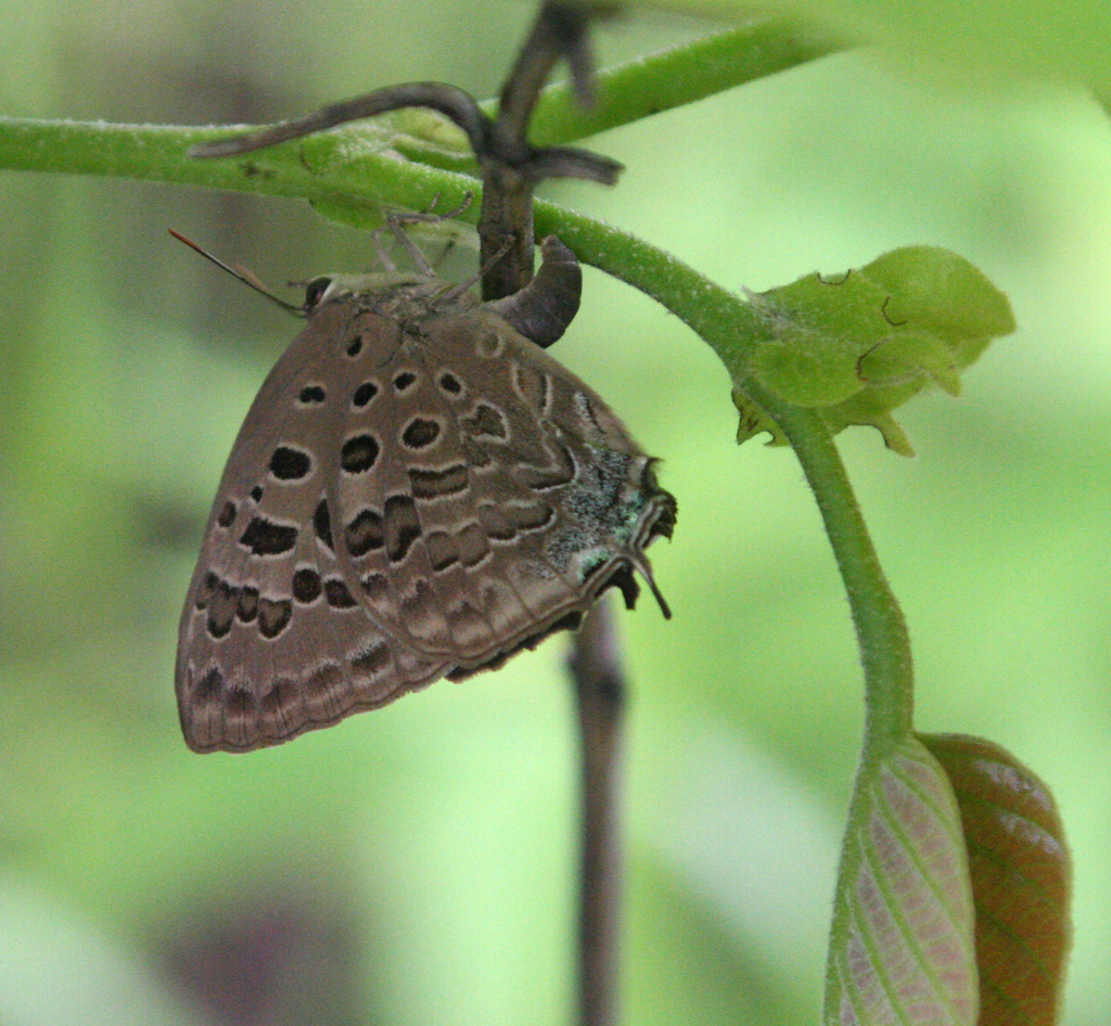 Arhopala nicevillei