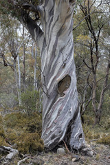 Eucalyptus pauciflora pauciflora